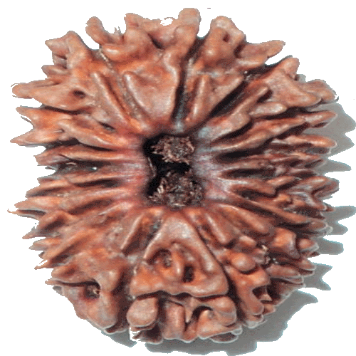 17 Mukhi Rudraksha